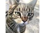 Adopt Boom a Gray, Blue or Silver Tabby Domestic Shorthair (short coat) cat in