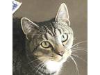 Adopt Sonic a Brown Tabby Domestic Shorthair (short coat) cat in Port Angeles