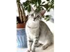 Adopt Missy a Gray, Blue or Silver Tabby Domestic Shorthair / Mixed (short coat)