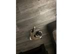 Adopt Mylo a Black - with Tan, Yellow or Fawn Pug / Mixed dog in Las Vegas