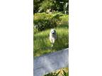 Adopt Charlie a White Great Pyrenees / Mixed dog in San Francisco, CA (41529696)