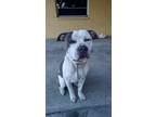 Adopt Blu a White - with Brown or Chocolate American Pit Bull Terrier / American