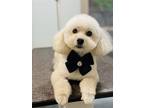 Adopt Nina a White Poodle (Toy or Tea Cup) / Mixed dog in Lynnwood