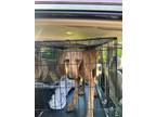 Adopt Will a Red/Golden/Orange/Chestnut Poodle (Standard) / Mixed dog in