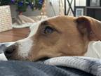 Adopt Shinobu (Citrus Heights) a White - with Tan, Yellow or Fawn Jack Russell