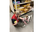 Adopt Teddy (No. San Diego) a Tricolor (Tan/Brown & Black & White) Jack Russell
