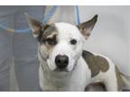 Adopt Scout a Akita / Husky / Mixed dog in Mountain Home, AR (41506290)