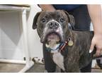 Adopt Choco a Boxer / Mixed dog in Mountain Home, AR (41490279)
