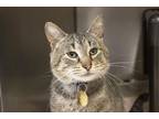Adopt Boston a Domestic Shorthair / Mixed cat in Mountain Home, AR (41499437)