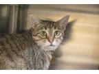 Adopt Evie a Domestic Shorthair / Mixed cat in Mountain Home, AR (41499435)