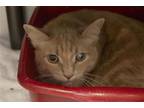 Adopt Little Boy a Orange or Red Domestic Shorthair / Mixed cat in Mountain