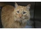 Adopt Oliver a Domestic Longhair / Mixed cat in Mountain Home, AR (41499433)