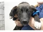 Adopt Cloudy a Labrador Retriever / Shepherd (Unknown Type) / Mixed dog in