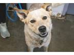 Adopt Rocky a Red/Golden/Orange/Chestnut Australian Cattle Dog / Mixed dog in