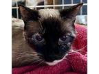 Adopt Eloise a Brown or Chocolate Siamese / Mixed (short coat) cat in Phoenix