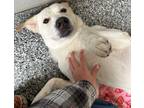 Adopt McClintock a Tan/Yellow/Fawn Labrador Retriever / Mixed Breed (Medium) /