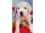 Adopt Lily a White - with Tan, Yellow or Fawn Pit Bull Terrier / Labrador