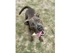Adopt Zeus a Gray/Blue/Silver/Salt & Pepper American Pit Bull Terrier / Mixed