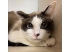 Adopt Aqua a Siamese / Mixed cat in Lincoln, NE (41523204)
