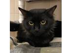 Adopt Shera a Domestic Shorthair / Mixed cat in Lincoln, NE (41523197)