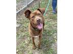 Adopt Wendy a Brown/Chocolate American Pit Bull Terrier / Mixed dog in