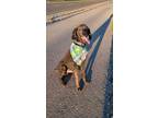 Adopt Padfoot a Black Poodle (Standard) / Mixed dog in Twin Falls, ID (41529641)