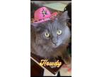 Adopt Quinn a Gray or Blue Ragdoll / Mixed (long coat) cat in Madison