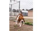 Adopt Howie a Tan/Yellow/Fawn - with White Foxhound / Beagle / Mixed dog in
