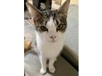 Adopt Mindi (TAS #14) a Brown Tabby Domestic Shorthair / Mixed (short coat) cat