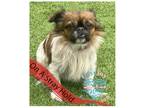 Adopt COH Newton a Brown/Chocolate - with White Pekingese / Mixed dog in