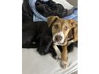 Adopt Behr a Brown/Chocolate - with White German Shepherd Dog / Shepherd