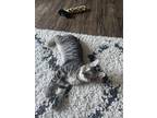 Adopt Myles a Spotted Tabby/Leopard Spotted Manx / Mixed (short coat) cat in