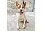 Adopt Lucas a Tan/Yellow/Fawn - with White American Pit Bull Terrier / Mixed dog