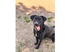 Adopt Jager a Black Labrador Retriever / Mixed dog in Walterboro, SC (41529417)