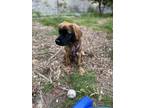 Adopt Poppy a Red/Golden/Orange/Chestnut - with Black Golden Retriever / German