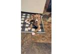Adopt Barbie a Boxer / Mixed dog in new london, WI (41501965)