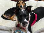 Adopt Jason a Boston Terrier / Mixed dog in Westwood, NJ (41525372)