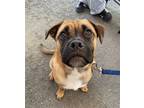 Adopt Ollie a Tan/Yellow/Fawn - with Black Pug / Australian Cattle Dog / Mixed