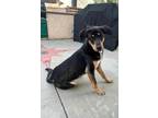 Adopt Storm a Black - with Tan, Yellow or Fawn Doberman Pinscher / German