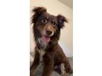 Adopt Ozzie a Brown/Chocolate - with White Australian Shepherd / Australian