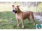 Adopt Angel a Tan/Yellow/Fawn Staffordshire Bull Terrier / Mixed dog in