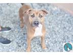 Adopt Tyrone a Tan/Yellow/Fawn - with White American Pit Bull Terrier / Mixed
