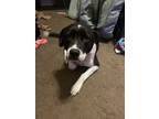 Adopt Clovis a Black - with White Australian Shepherd / Terrier (Unknown Type