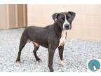 Adopt Clyde a Black - with White Terrier (Unknown Type, Medium) / Labrador