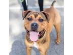 Adopt Hops a Tan/Yellow/Fawn American Pit Bull Terrier / Mixed dog in Oakland