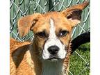 Adopt Saint (Christina Pup) - KIA GRANT a Mixed Breed (Medium) / Lhasa Apso /