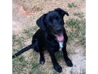 Adopt Pooh a German Shepherd Dog / Labrador Retriever / Mixed dog in Clinton