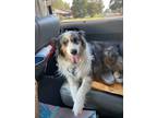 Adopt Abigail a Gray/Silver/Salt & Pepper - with White Australian Shepherd /