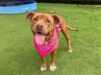 Adopt REBA RED a Red/Golden/Orange/Chestnut Pit Bull Terrier / Mixed dog in