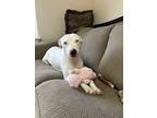 Adopt Molly a Pit Bull Terrier / Husky / Mixed dog in Westwood, NJ (41525366)